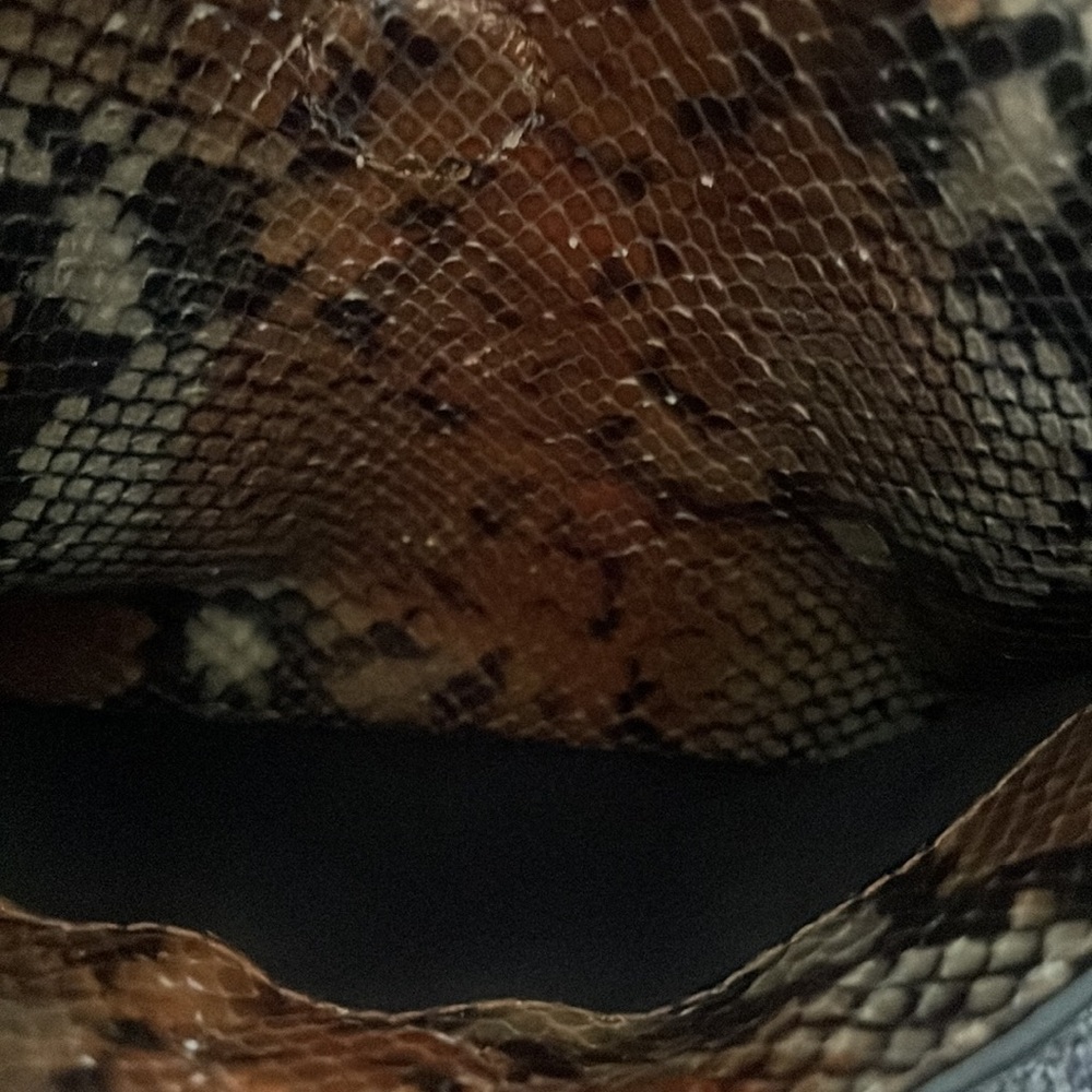 Zadig & Voltaire snake print crossbody‎ clutch bag - Picture 6 of 11